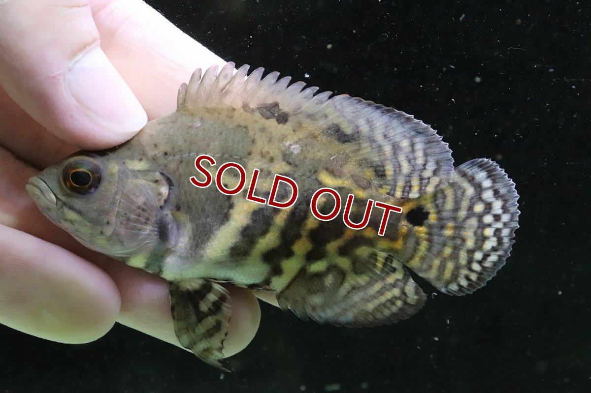 画像6: 【淡水魚】激レア 極上個体群 ワイルドオスカー マディラ水系 ラーゴアカラ産【1匹】(±8-9cm)(大型魚)（生体）（熱帯魚）NKＯ (6)