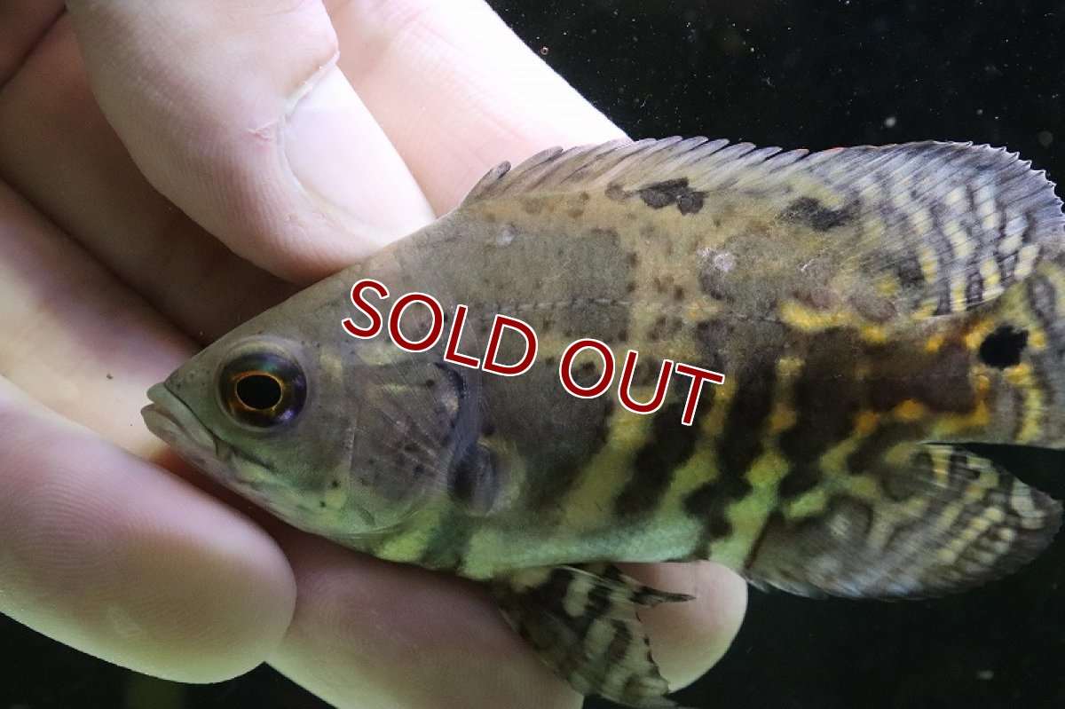 画像7: 【淡水魚】激レア 極上個体群 ワイルドオスカー マディラ水系 ラーゴアカラ産【1匹】(±8-9cm)(大型魚)（生体）（熱帯魚）NKＯ (7)