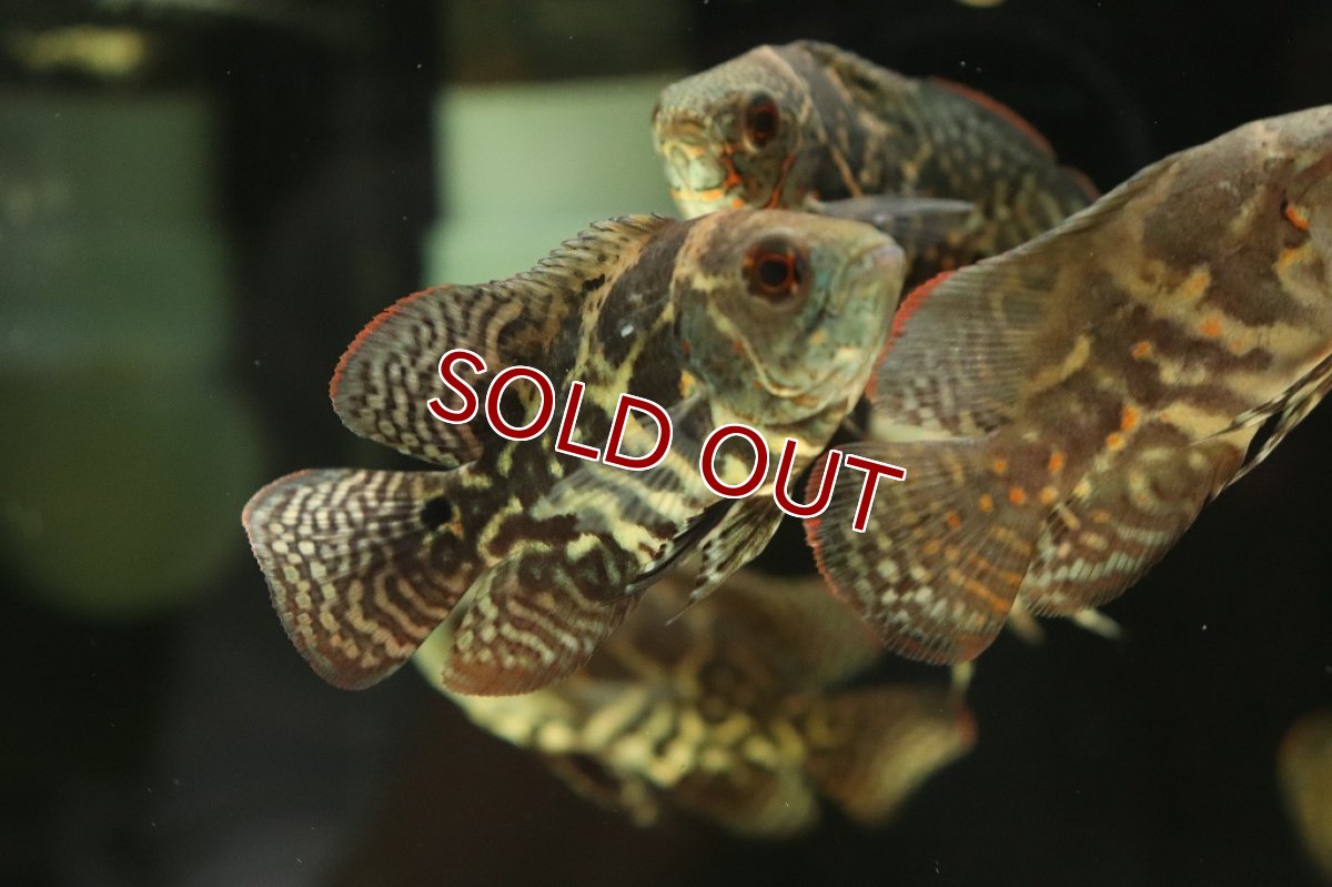 画像3: 【淡水魚】激レア 極上個体群 ワイルドオスカー サンタクルーズ産 ワイルド【1匹 サンプル画像販売】(±9-11cm)(生体)(熱帯魚)NKO (3)