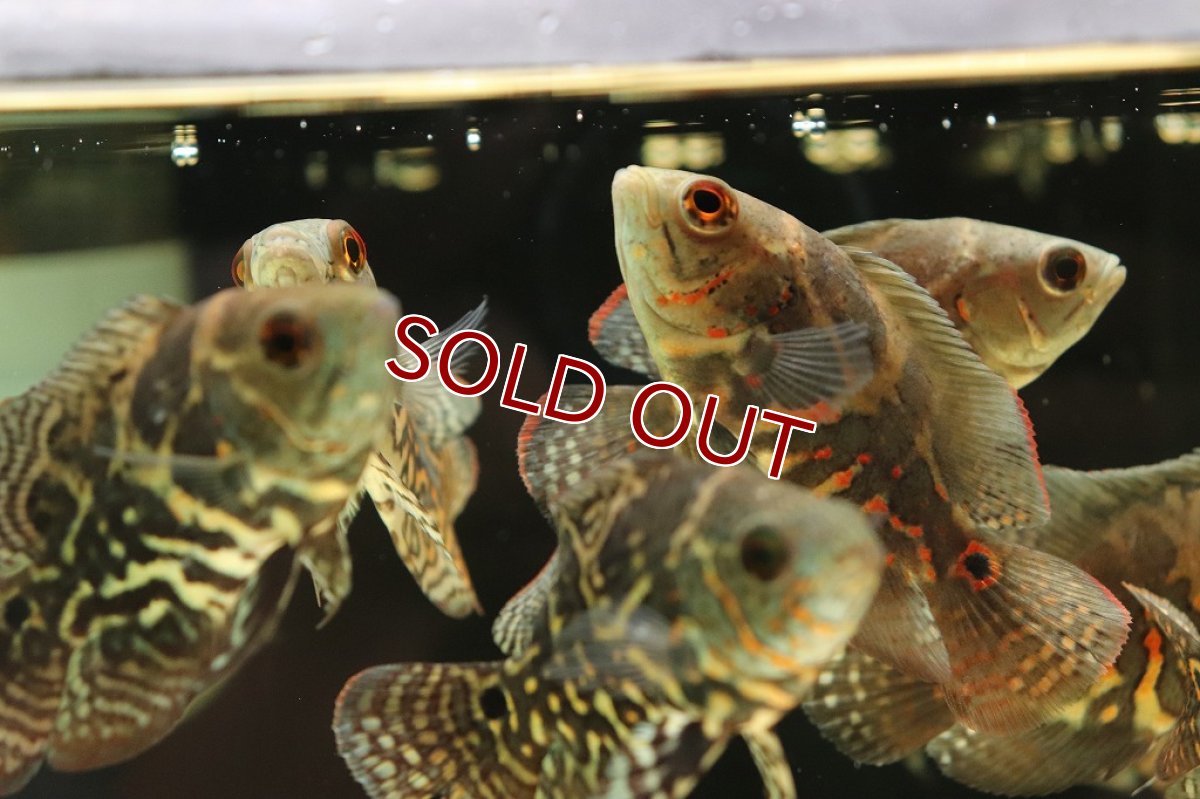 画像4: 【淡水魚】激レア 極上個体群 ワイルドオスカー サンタクルーズ産 ワイルド【1匹 サンプル画像販売】(±9-11cm)(生体)(熱帯魚)NKO (4)