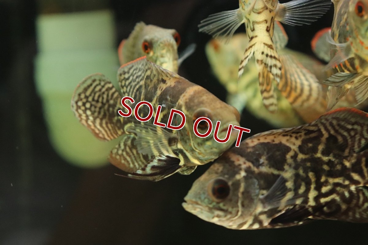 画像5: 【淡水魚】激レア 極上個体群 ワイルドオスカー サンタクルーズ産 ワイルド【1匹 サンプル画像販売】(±9-11cm)(生体)(熱帯魚)NKO (5)