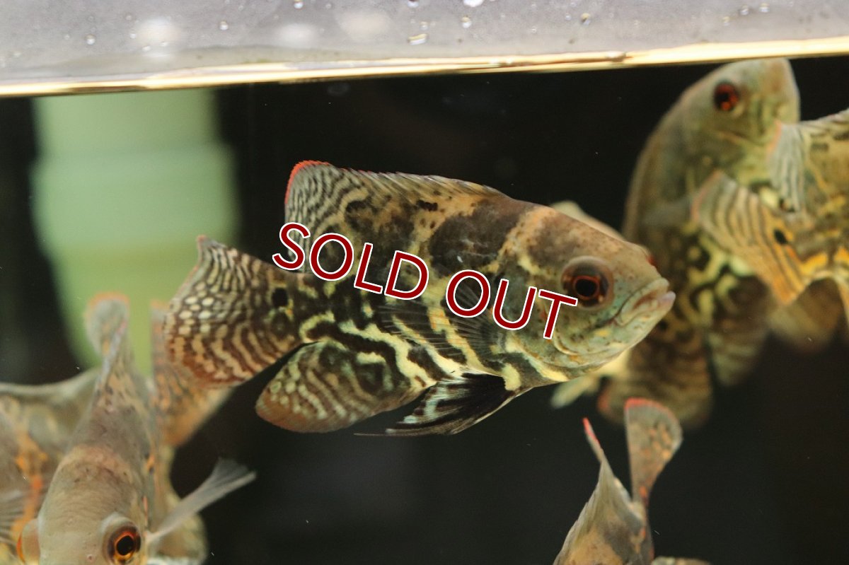 画像6: 【淡水魚】激レア 極上個体群 ワイルドオスカー サンタクルーズ産 ワイルド【1匹 サンプル画像販売】(±9-11cm)(生体)(熱帯魚)NKO (6)