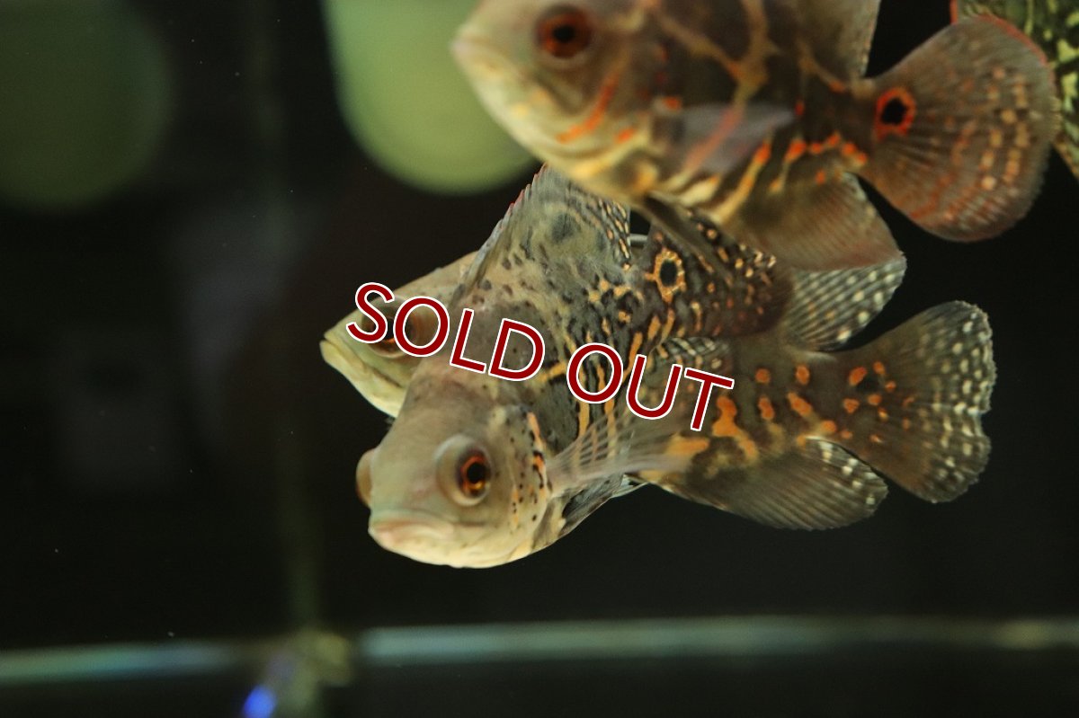 画像7: 【淡水魚】激レア 極上個体群 ワイルドオスカー サンタクルーズ産 ワイルド【1匹 サンプル画像販売】(±9-11cm)(生体)(熱帯魚)NKO (7)