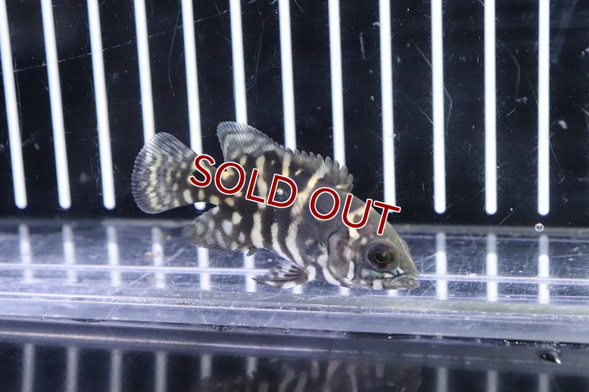 画像2: 【淡水魚】ワイルドオスカー クラシピンニス アラグアイア産 ワイルド【１匹サンプル画像】(±5cm)(大型魚)(生体)(淡水)NKO (2)