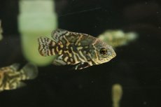 画像1: 【淡水魚】新産地 ワイルド オスカー クルピーラ産 ワイルド【1匹 サンプル画像】(±5-6cm)(大型魚)(生体)(淡水)NKO (1)