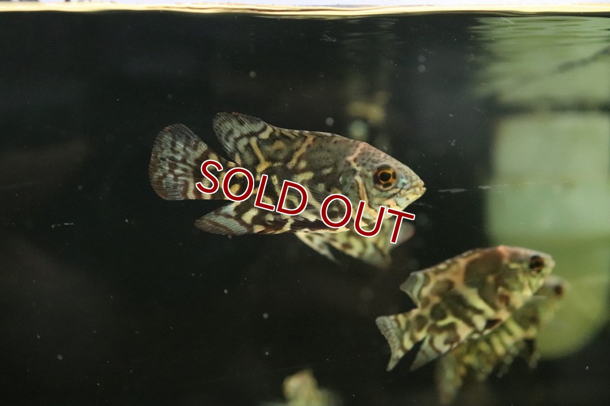 画像2: 【淡水魚】新産地 ワイルド オスカー クルピーラ産 ワイルド【1匹 サンプル画像】(±5-6cm)(大型魚)(生体)(淡水)NKO (2)