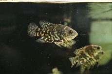 画像2: 【淡水魚】新産地 ワイルド オスカー クルピーラ産 ワイルド【1匹 サンプル画像】(±5-6cm)(大型魚)(生体)(淡水)NKO (2)