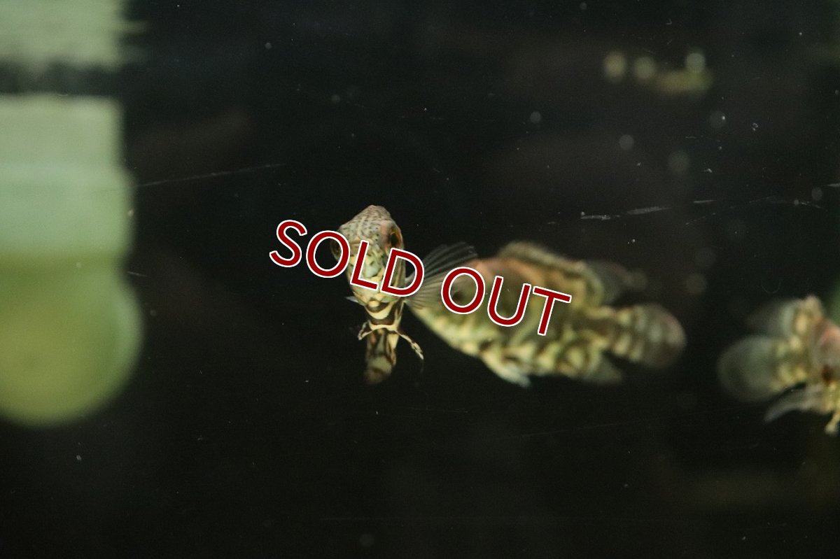 画像3: 【淡水魚】新産地 ワイルド オスカー クルピーラ産 ワイルド【1匹 サンプル画像】(±5-6cm)(大型魚)(生体)(淡水)NKO (3)