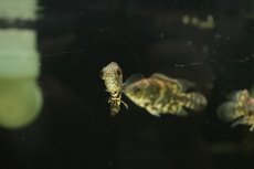 画像3: 【淡水魚】新産地 ワイルド オスカー クルピーラ産 ワイルド【1匹 サンプル画像】(±5-6cm)(大型魚)(生体)(淡水)NKO (3)