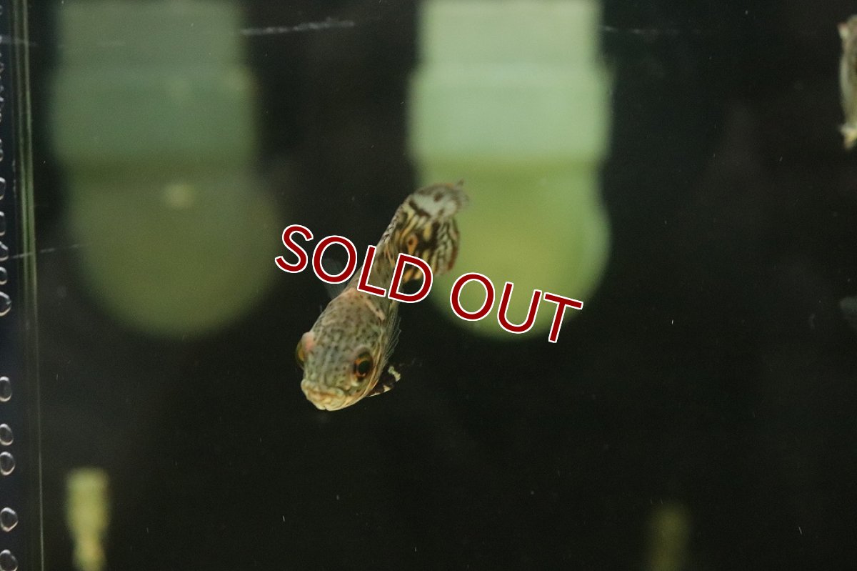 画像4: 【淡水魚】新産地 ワイルド オスカー クルピーラ産 ワイルド【1匹 サンプル画像】(±5-6cm)(大型魚)(生体)(淡水)NKO (4)