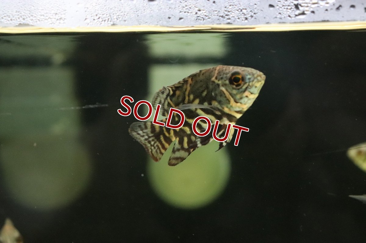 画像5: 【淡水魚】新産地 ワイルド オスカー クルピーラ産 ワイルド【1匹 サンプル画像】(±5-6cm)(大型魚)(生体)(淡水)NKO (5)