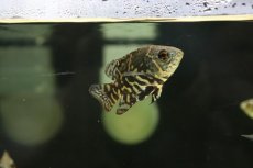 画像5: 【淡水魚】新産地 ワイルド オスカー クルピーラ産 ワイルド【1匹 サンプル画像】(±5-6cm)(大型魚)(生体)(淡水)NKO (5)