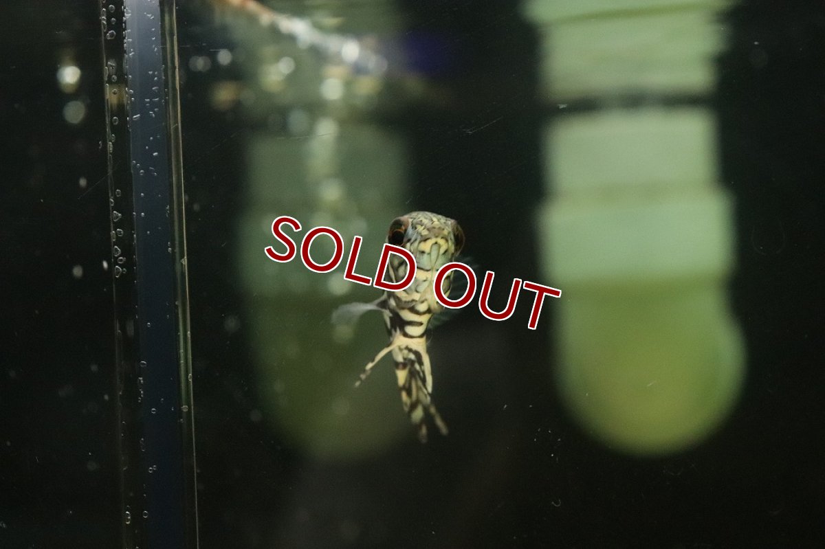 画像2: 【淡水魚】新産地 ワイルド オスカー アバカシ産 ワイルド【1匹 サンプル画像】(±5-6cm)(大型魚)(生体)(淡水)NKO (2)