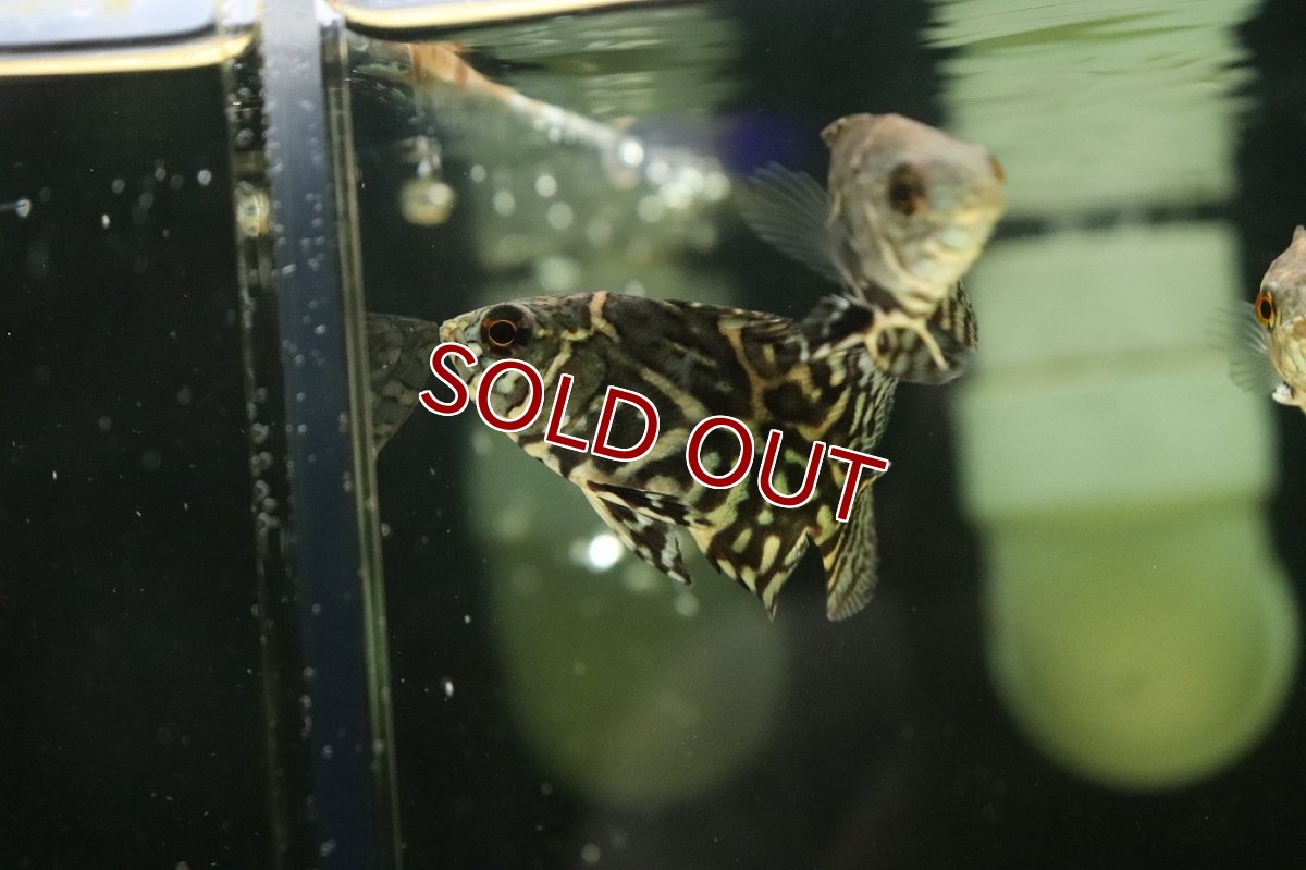 画像3: 【淡水魚】新産地 ワイルド オスカー アバカシ産 ワイルド【1匹 サンプル画像】(±5-6cm)(大型魚)(生体)(淡水)NKO (3)