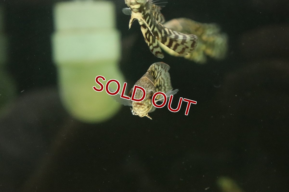 画像4: 【淡水魚】新産地 ワイルド オスカー アバカシ産 ワイルド【1匹 サンプル画像】(±5-6cm)(大型魚)(生体)(淡水)NKO (4)