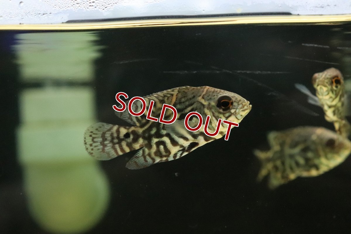 画像5: 【淡水魚】新産地 ワイルド オスカー アバカシ産 ワイルド【1匹 サンプル画像】(±5-6cm)(大型魚)(生体)(淡水)NKO (5)