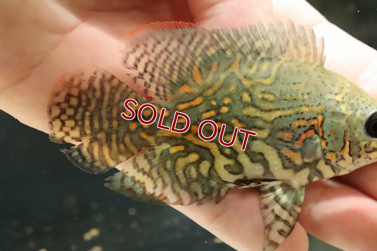 画像2: 【淡水魚】ラスト1匹 激レア 極上厳選個体 ワイルドオスカー ネグロ カイクビ産 ワイルド【1匹 サンプル画像】(±8-9cm)(大型魚)(生体)(淡水)NKO (2)