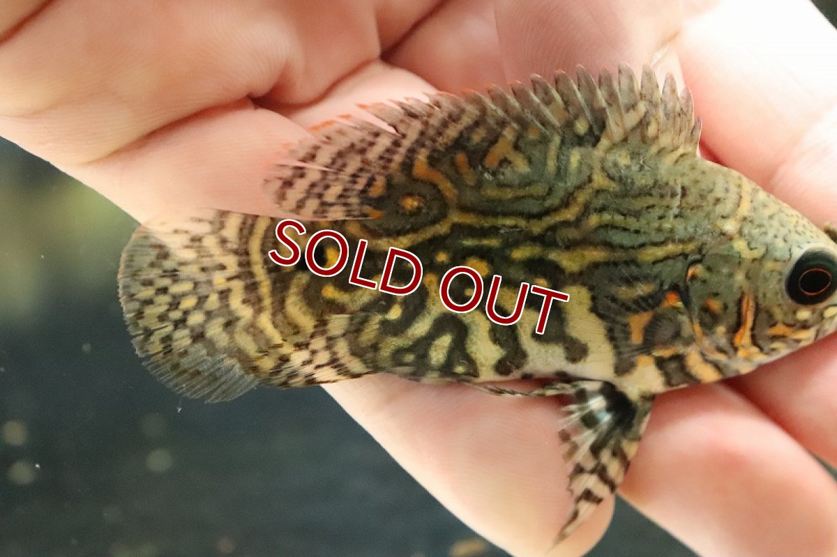 画像6: 【淡水魚】ラスト1匹 激レア 極上厳選個体 ワイルドオスカー ネグロ カイクビ産 ワイルド【1匹 サンプル画像】(±8-9cm)(大型魚)(生体)(淡水)NKO (6)