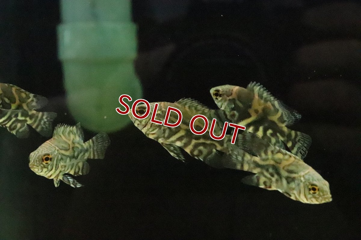 画像3: 【淡水魚】超大特価 激レア 選別個体 新産地 ワイルドオスカー サンタイザベル産 ワイルド【１匹 サンプル画像】±5ｃｍ(生体)(淡水)ＮＫＯ (3)