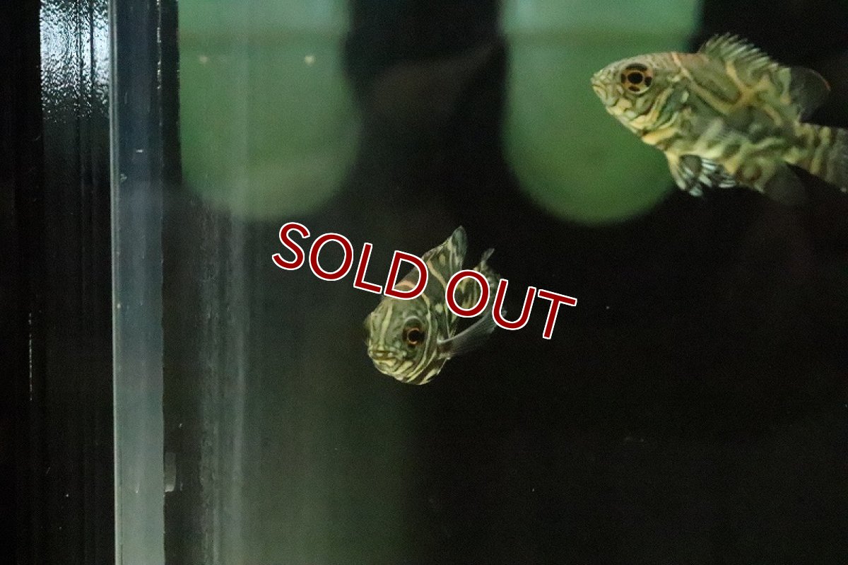 画像4: 【淡水魚】超大特価 激レア 選別個体 新産地 ワイルドオスカー サンタイザベル産 ワイルド【１匹 サンプル画像】±5ｃｍ(生体)(淡水)ＮＫＯ (4)