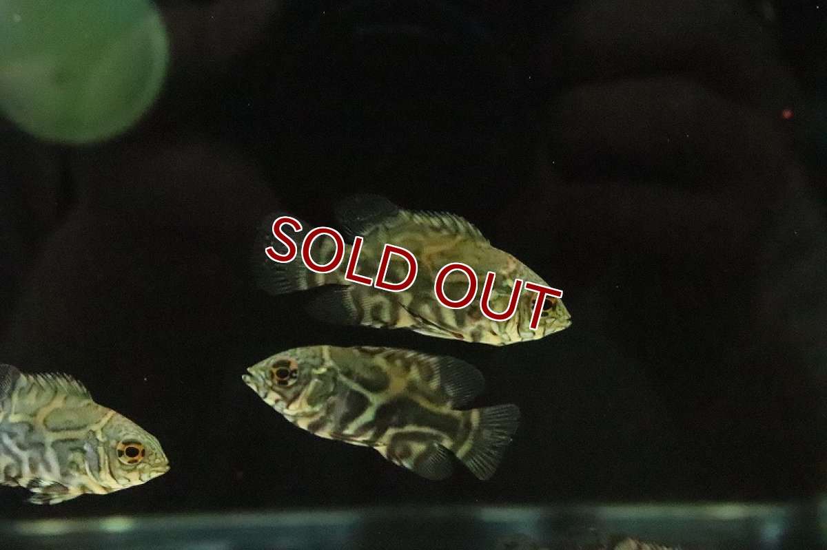 画像5: 【淡水魚】超大特価 激レア 選別個体 新産地 ワイルドオスカー サンタイザベル産 ワイルド【１匹 サンプル画像】±5ｃｍ(生体)(淡水)ＮＫＯ (5)