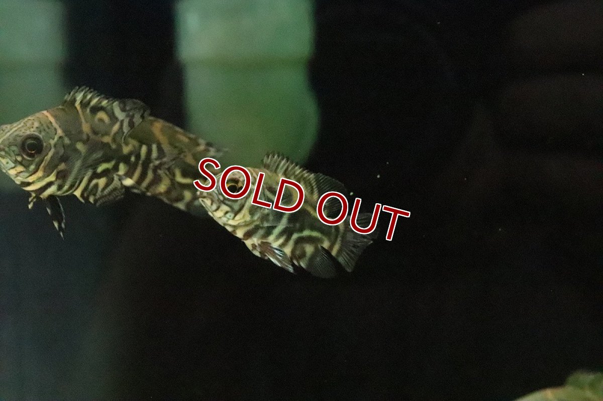 画像6: 【淡水魚】超大特価 激レア 選別個体 新産地 ワイルドオスカー サンタイザベル産 ワイルド【１匹 サンプル画像】±5ｃｍ(生体)(淡水)ＮＫＯ (6)