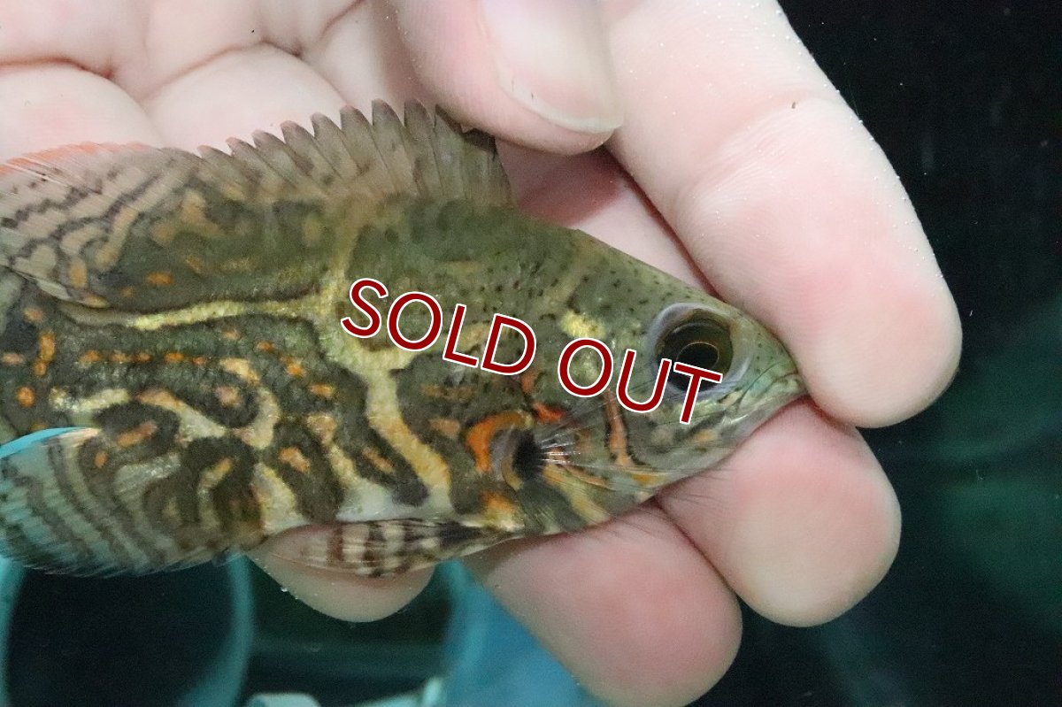 画像2: 【淡水魚】激レア 極上厳選個体 ワイルドオスカー リオ デミニ産 ワイルド【1匹 サンプル画像】(±7-8ｃｍ)(大型魚（生体）(熱帯魚)ＮＫＯ (2)