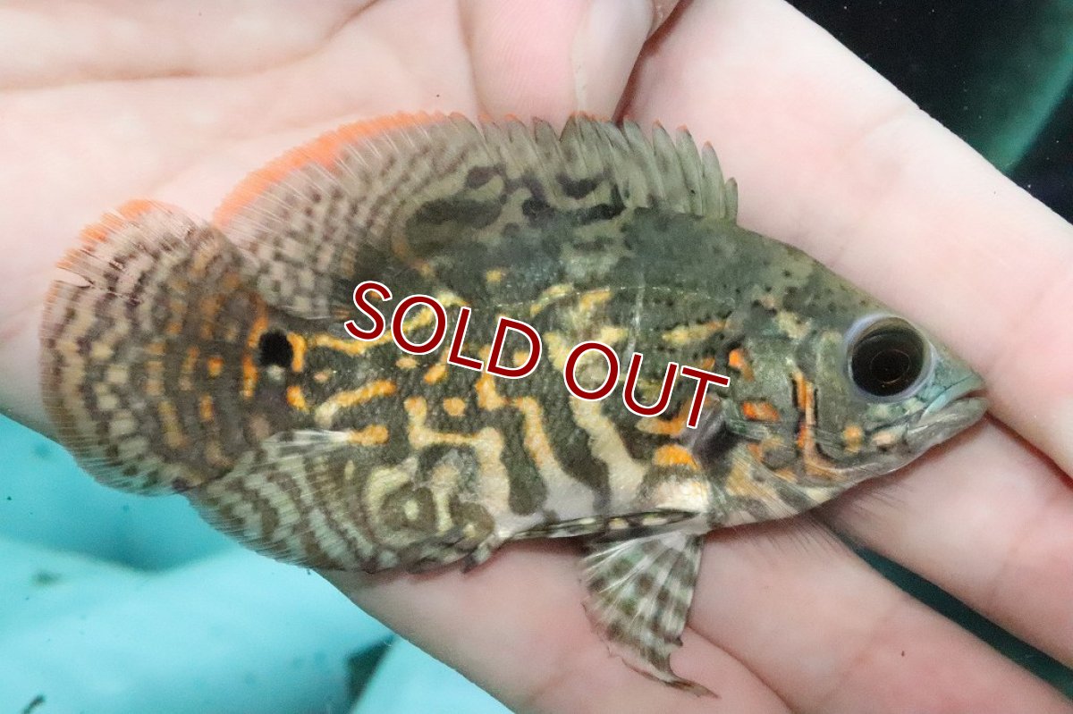 画像3: 【淡水魚】激レア 極上厳選個体 ワイルドオスカー リオ デミニ産 ワイルド【1匹 サンプル画像】(±7-8ｃｍ)(大型魚（生体）(熱帯魚)ＮＫＯ (3)