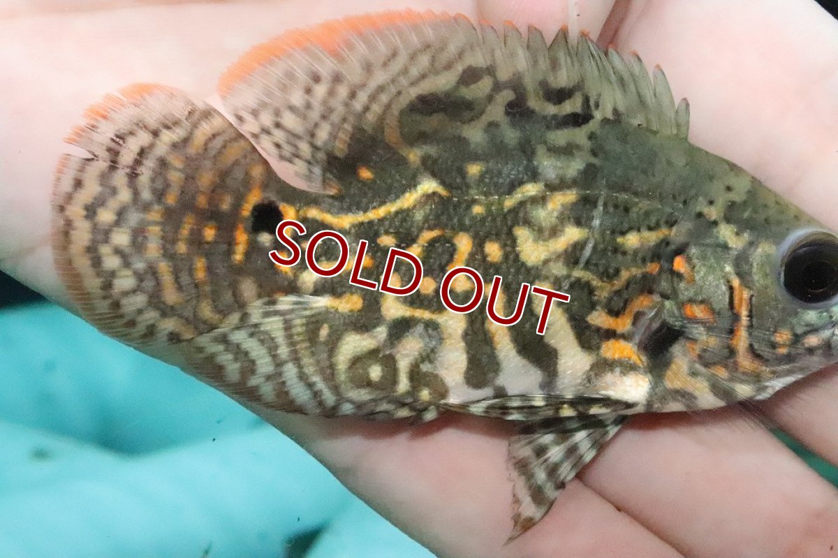 画像4: 【淡水魚】激レア 極上厳選個体 ワイルドオスカー リオ デミニ産 ワイルド【1匹 サンプル画像】(±7-8ｃｍ)(大型魚（生体）(熱帯魚)ＮＫＯ (4)