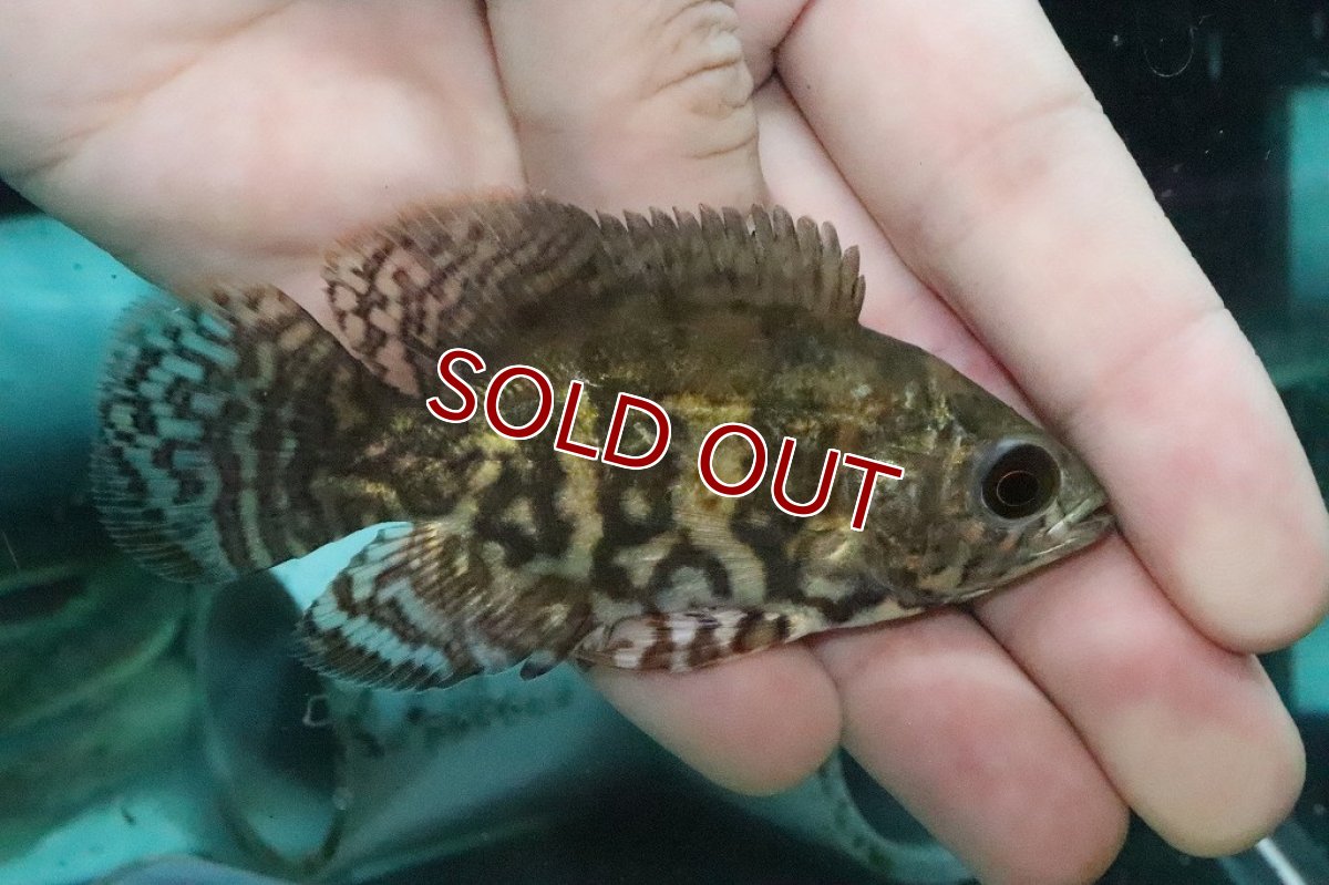 画像5: 【淡水魚】激レア 極上厳選個体 ワイルドオスカー リオ デミニ産 ワイルド【1匹 サンプル画像】(±7-8ｃｍ)(大型魚（生体）(熱帯魚)ＮＫＯ (5)