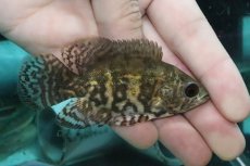 画像5: 【淡水魚】【通販】激レア 極上厳選個体 ワイルドオスカー リオ デミニ産 ワイルド【1匹 サンプル画像】(±7-8ｃｍ)(大型魚（生体）(熱帯魚)ＮＫＯ (5)