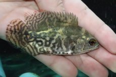 画像6: 【淡水魚】【通販】激レア 極上厳選個体 ワイルドオスカー リオ デミニ産 ワイルド【1匹 サンプル画像】(±7-8ｃｍ)(大型魚（生体）(熱帯魚)ＮＫＯ (6)