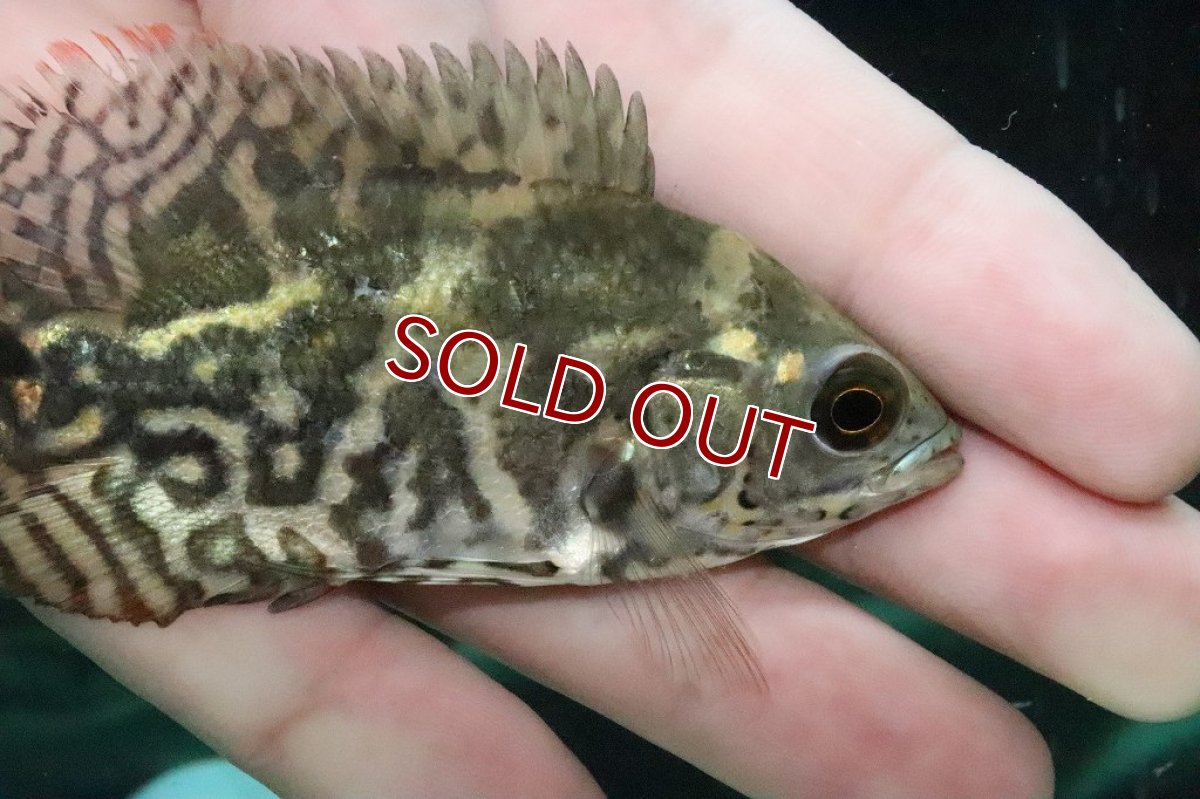 画像7: 【淡水魚】激レア 極上厳選個体 ワイルドオスカー リオ デミニ産 ワイルド【1匹 サンプル画像】(±7-8ｃｍ)(大型魚（生体）(熱帯魚)ＮＫＯ (7)