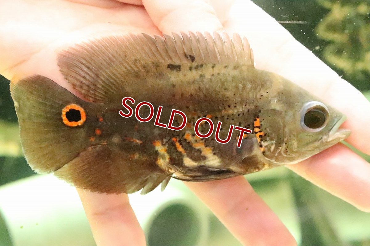 画像1: 【淡水魚】ワイルドオスカー リオカイクビ産 ワイルド【1匹 サンプル画像】(±11-12ｃｍ)(大型魚)（生体）(熱帯魚)ＮＫＯ (1)