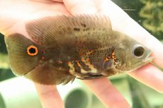 画像1: 【淡水魚】ワイルドオスカー リオカイクビ産 ワイルド【1匹 サンプル画像】(±11-12ｃｍ)(大型魚)（生体）(熱帯魚)ＮＫＯ (1)