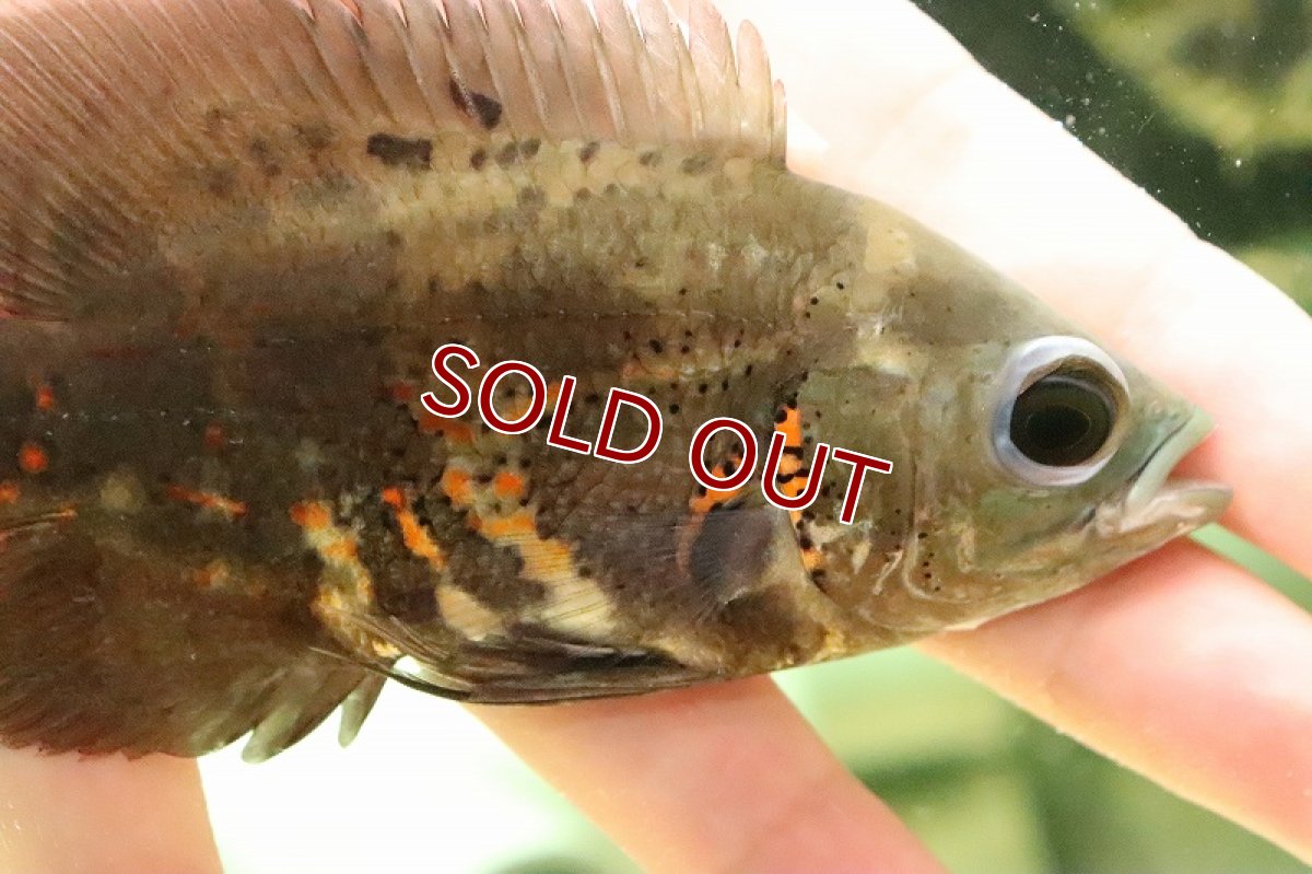 画像2: 【淡水魚】ワイルドオスカー リオカイクビ産 ワイルド【1匹 サンプル画像】(±11-12ｃｍ)(大型魚)（生体）(熱帯魚)ＮＫＯ (2)