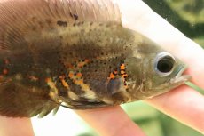 画像2: 【淡水魚】ワイルドオスカー リオカイクビ産 ワイルド【1匹 サンプル画像】(±11-12ｃｍ)(大型魚)（生体）(熱帯魚)ＮＫＯ (2)