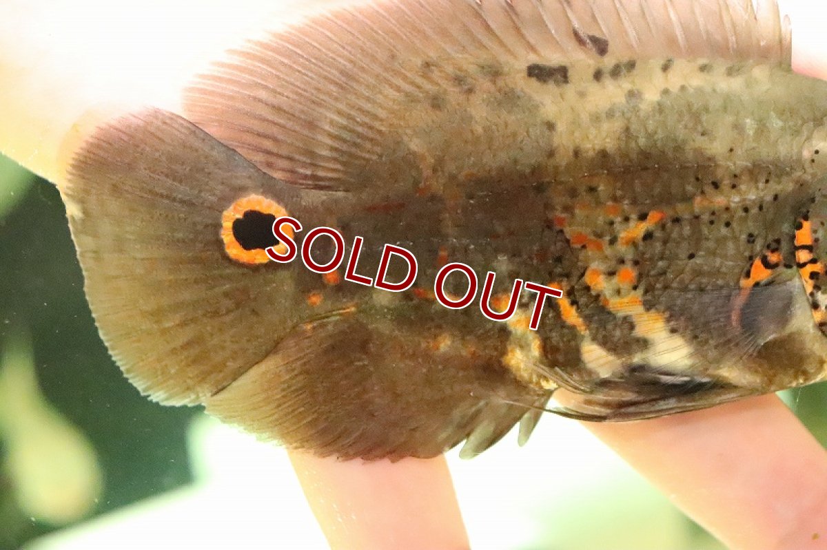 画像3: 【淡水魚】ワイルドオスカー リオカイクビ産 ワイルド【1匹 サンプル画像】(±11-12ｃｍ)(大型魚)（生体）(熱帯魚)ＮＫＯ (3)