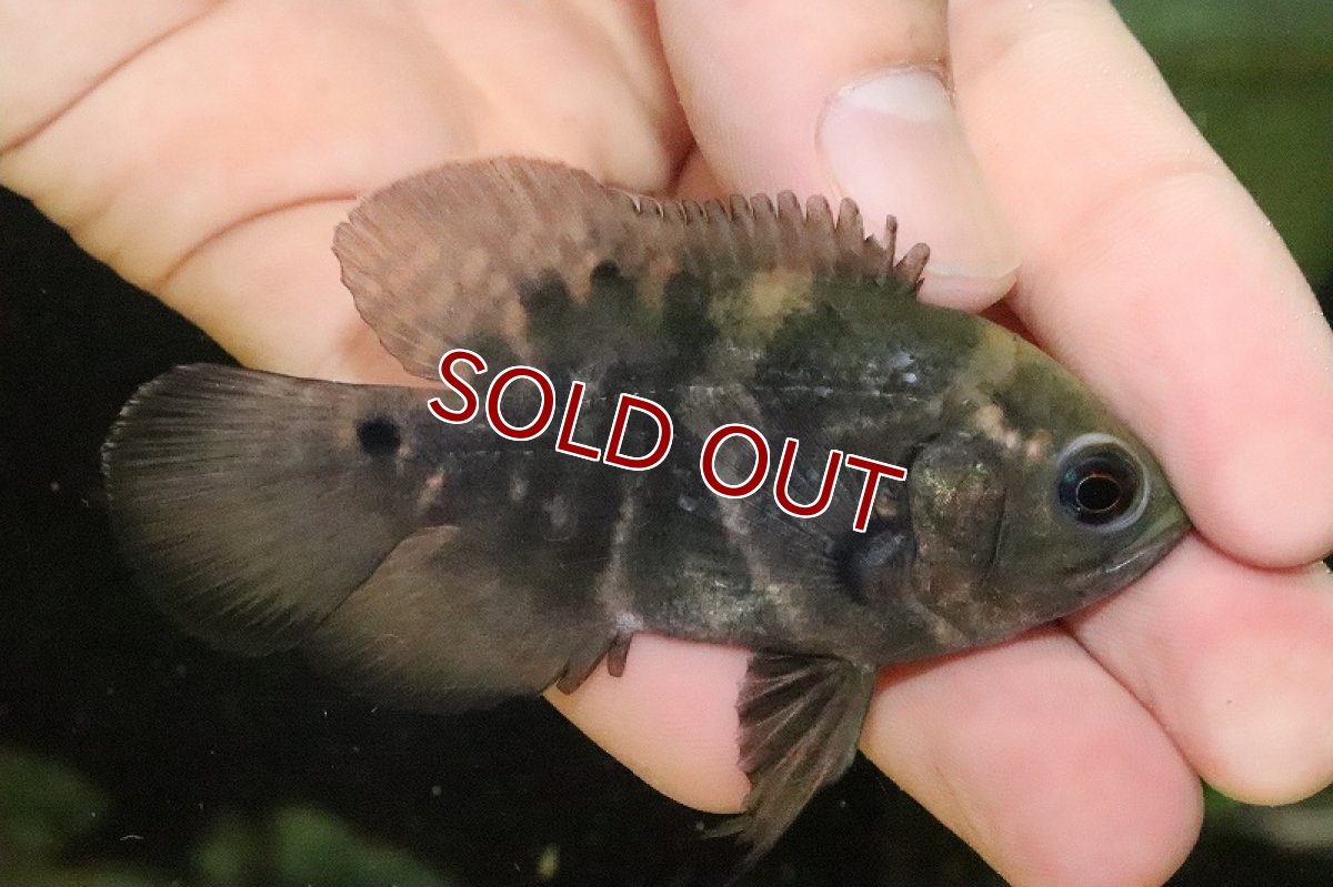 画像1: 【淡水魚】【通販】ワイルドオスカー マラジョ産 ワイルド【１匹 サンプル画像】(±5-6cm)(大型魚)(生体)(熱帯魚)NKO (1)