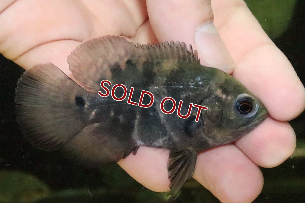 画像2: 【淡水魚】【通販】ワイルドオスカー マラジョ産 ワイルド【１匹 サンプル画像】(±5-6cm)(大型魚)(生体)(熱帯魚)NKO (2)