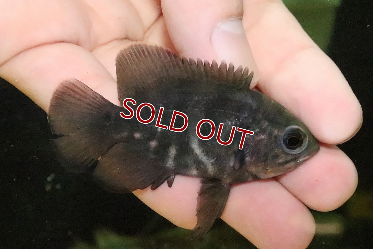 画像3: 【淡水魚】【通販】ワイルドオスカー マラジョ産 ワイルド【１匹 サンプル画像】(±5-6cm)(大型魚)(生体)(熱帯魚)NKO (3)