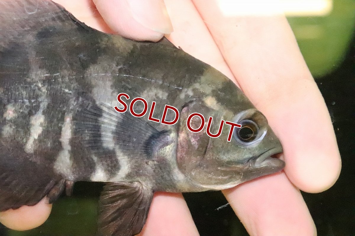 画像2: 【淡水魚】ワイルドオスカー ラーゴ クリペア産 ワイルド【１匹 サンプル画像】(±10-11cm)(大型魚)(生体)(熱帯魚)NKO (2)