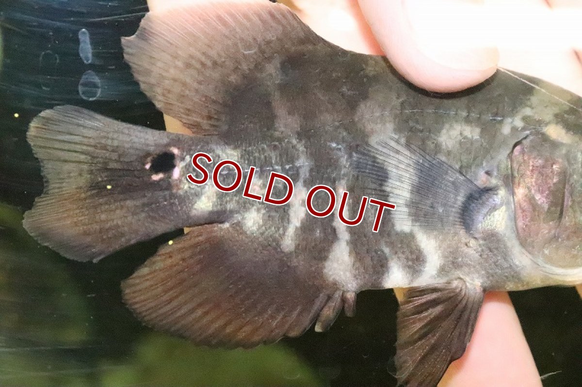 画像3: 【淡水魚】ワイルドオスカー ラーゴ クリペア産 ワイルド【１匹 サンプル画像】(±10-11cm)(大型魚)(生体)(熱帯魚)NKO (3)