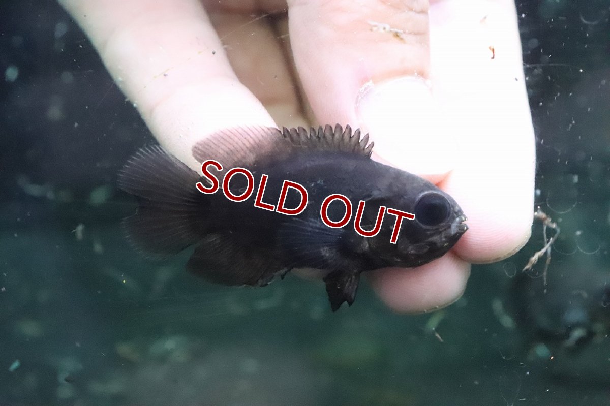 画像2: 【淡水魚】激安 ブラジル便 ワイルドオスカー マラジョ産 ワイルド【1匹 サンプル画像】(±4-5cm)(大型魚)（生体）(熱帯魚)NKO (2)