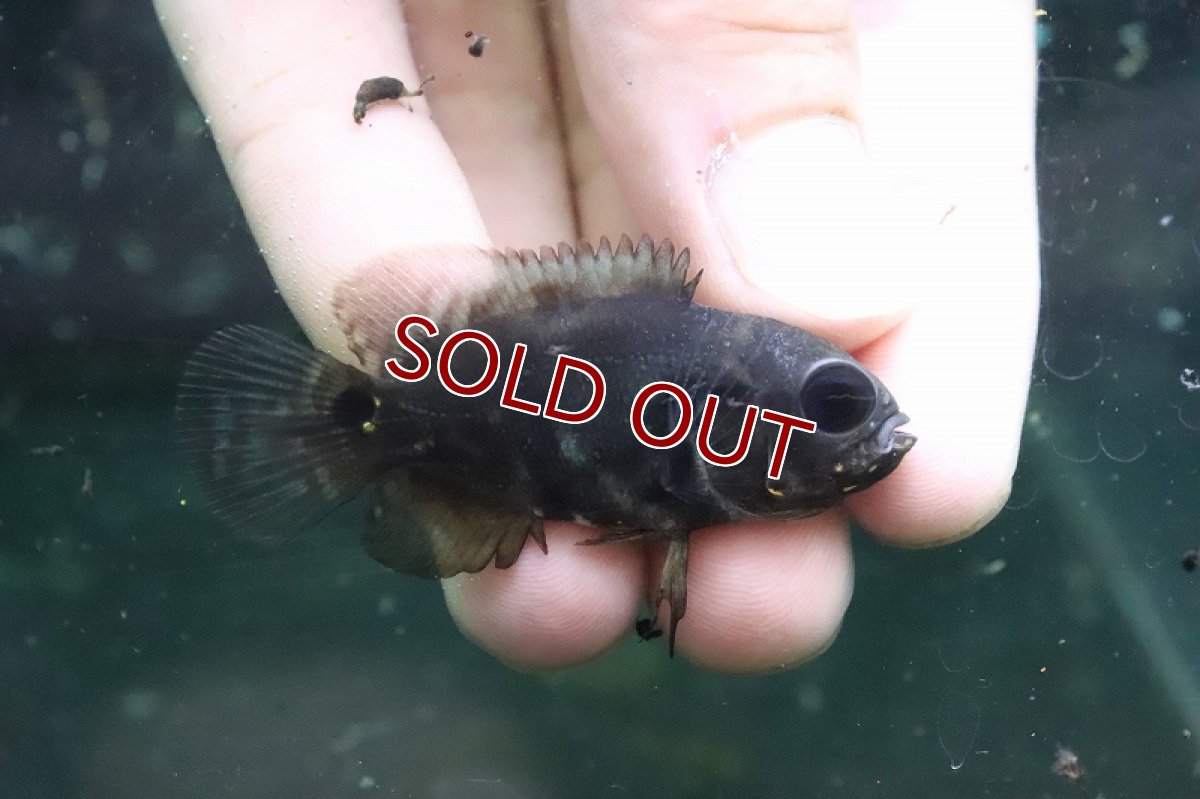 画像3: 【淡水魚】激安 ブラジル便 ワイルドオスカー マラジョ産 ワイルド【1匹 サンプル画像】(±4-5cm)(大型魚)（生体）(熱帯魚)NKO (3)