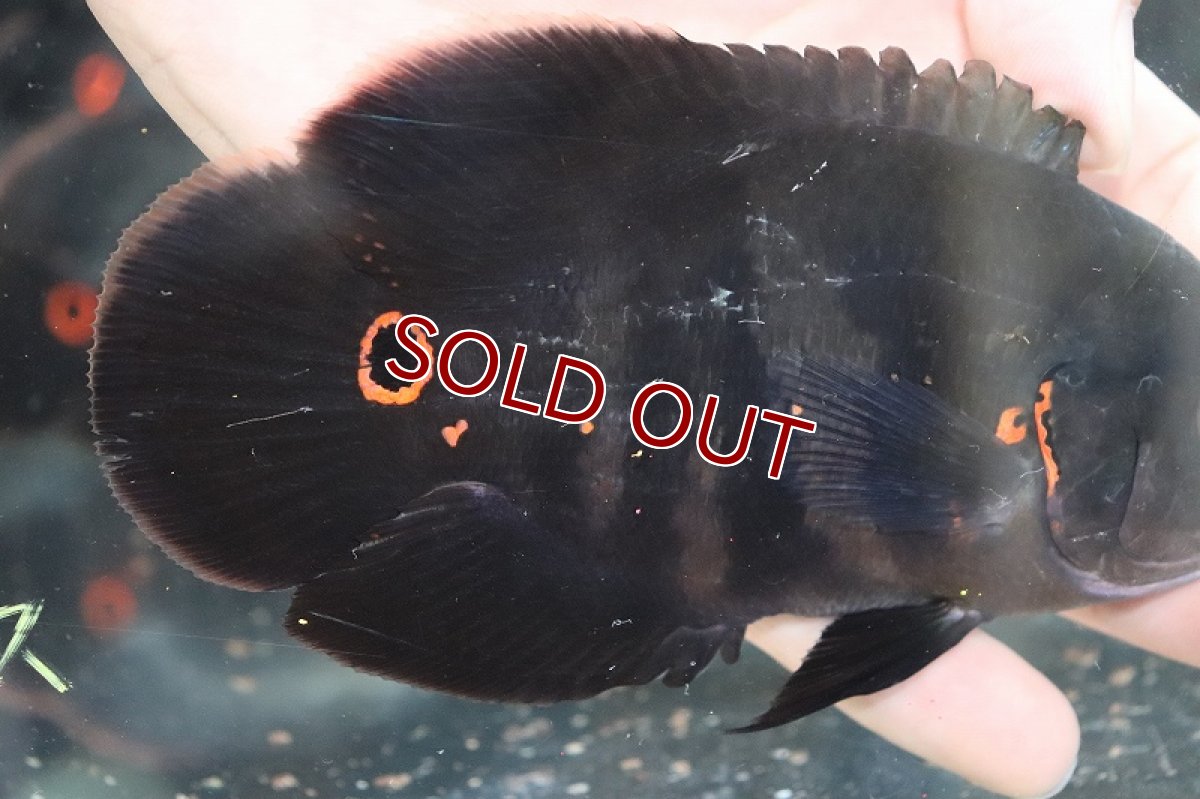 画像3: 【淡水魚】激安 ブラジル便 大きめ ワイルドオスカー プルス産【1匹 サンプル画像】(±12-15cm)(大型魚)(生体)(熱帯魚)NKO (3)