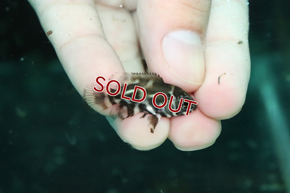 画像2: 【淡水魚】ワイルド オスカー ベネズエラ上流 マグタレナ産【1匹 サンプル画像】(±5cm)(大型魚)(生体)(熱帯魚)NKO (2)