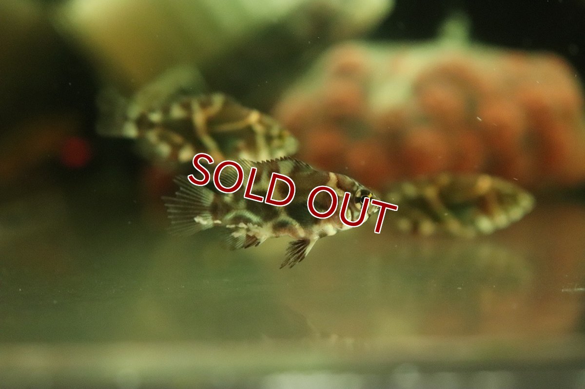 画像2: 【淡水魚】ワイルドオスカー ロライマ産 ワイルド【1匹 サンプル画像】(±3cm)（大型魚）（生体）（熱帯魚）NKO (2)