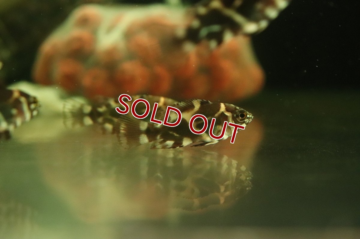 画像3: 【淡水魚】ワイルドオスカー ロライマ産 ワイルド【1匹 サンプル画像】(±3cm)（大型魚）（生体）（熱帯魚）NKO (3)