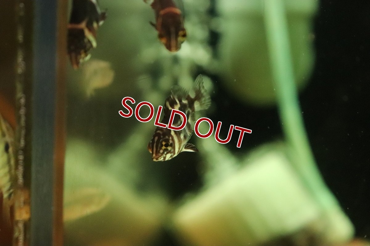 画像4: 【淡水魚】ワイルドオスカー ロライマ産 ワイルド【1匹 サンプル画像】(±3cm)（大型魚）（生体）（熱帯魚）NKO (4)